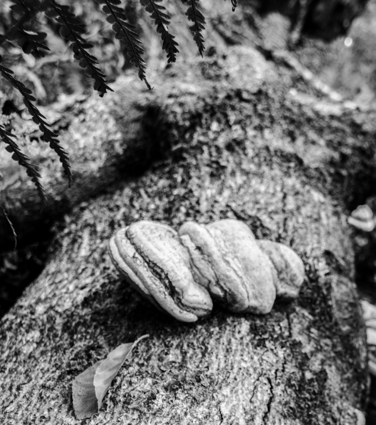 Polymore Mushrooms
