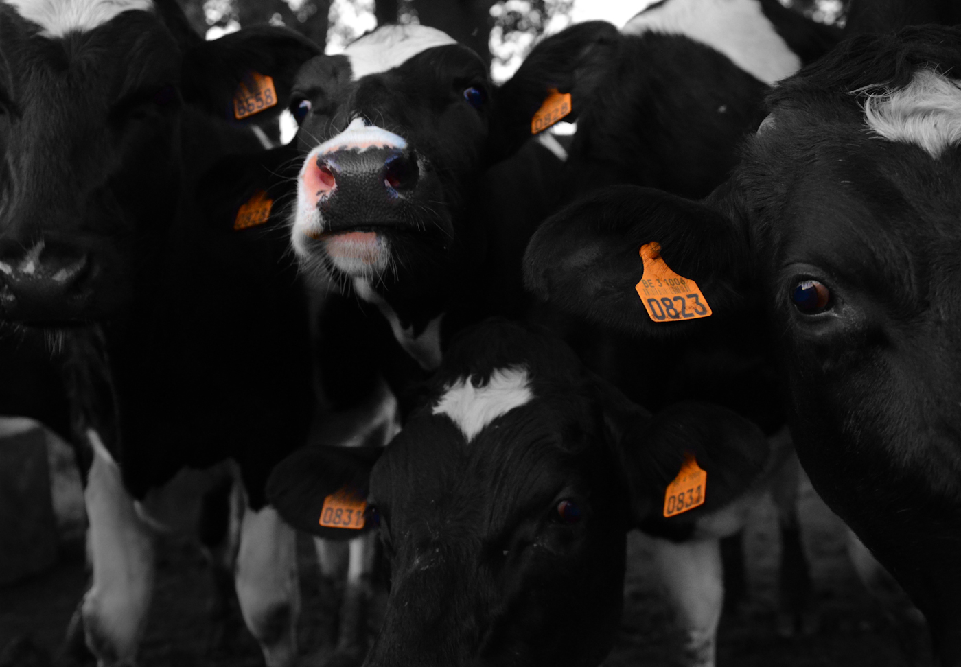 Curious cows