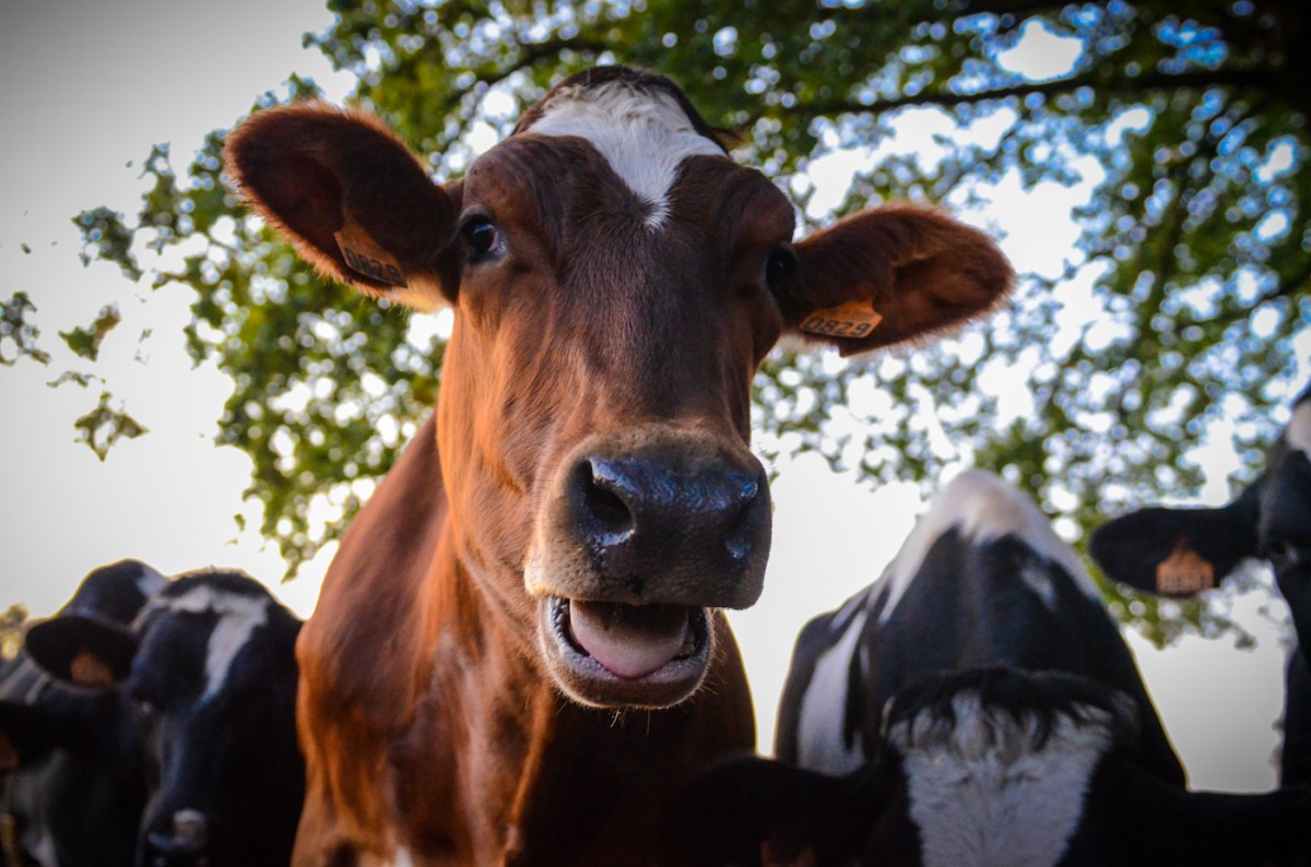 Red holstein heifer