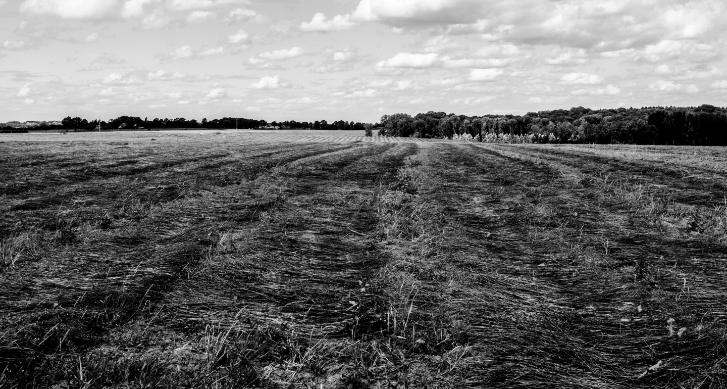 Flax drying