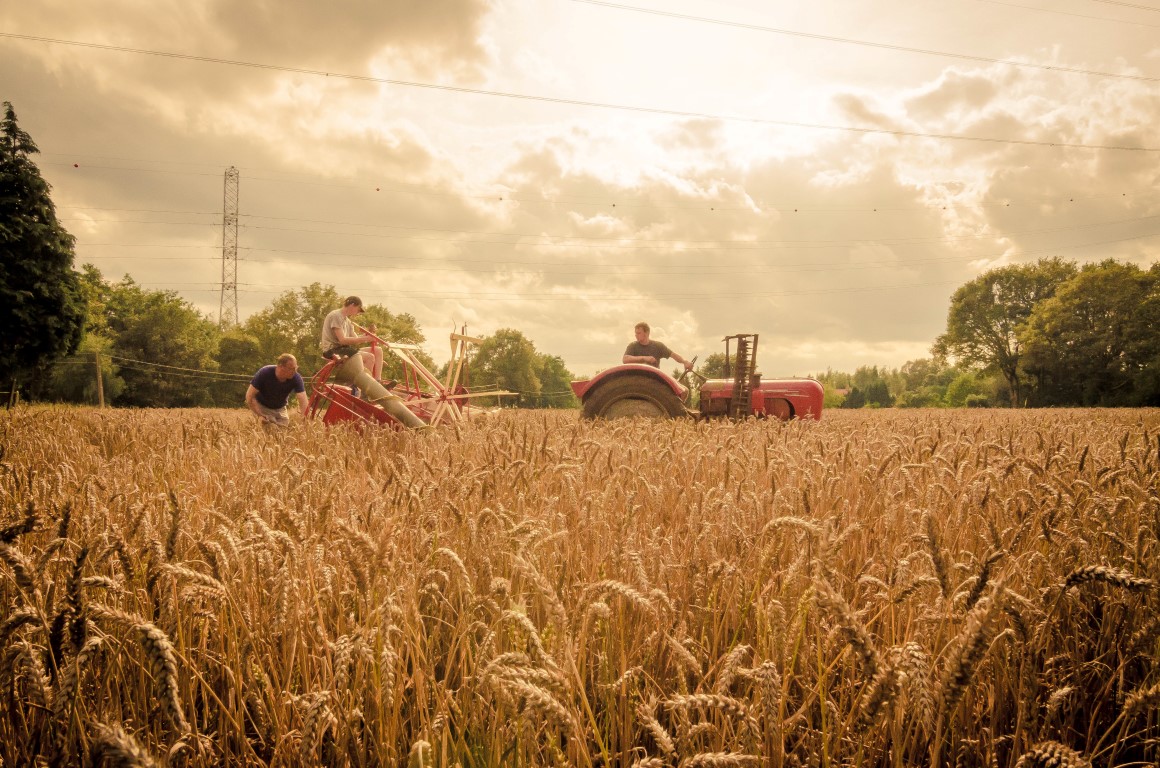 Wheat harverst: Farh Binder