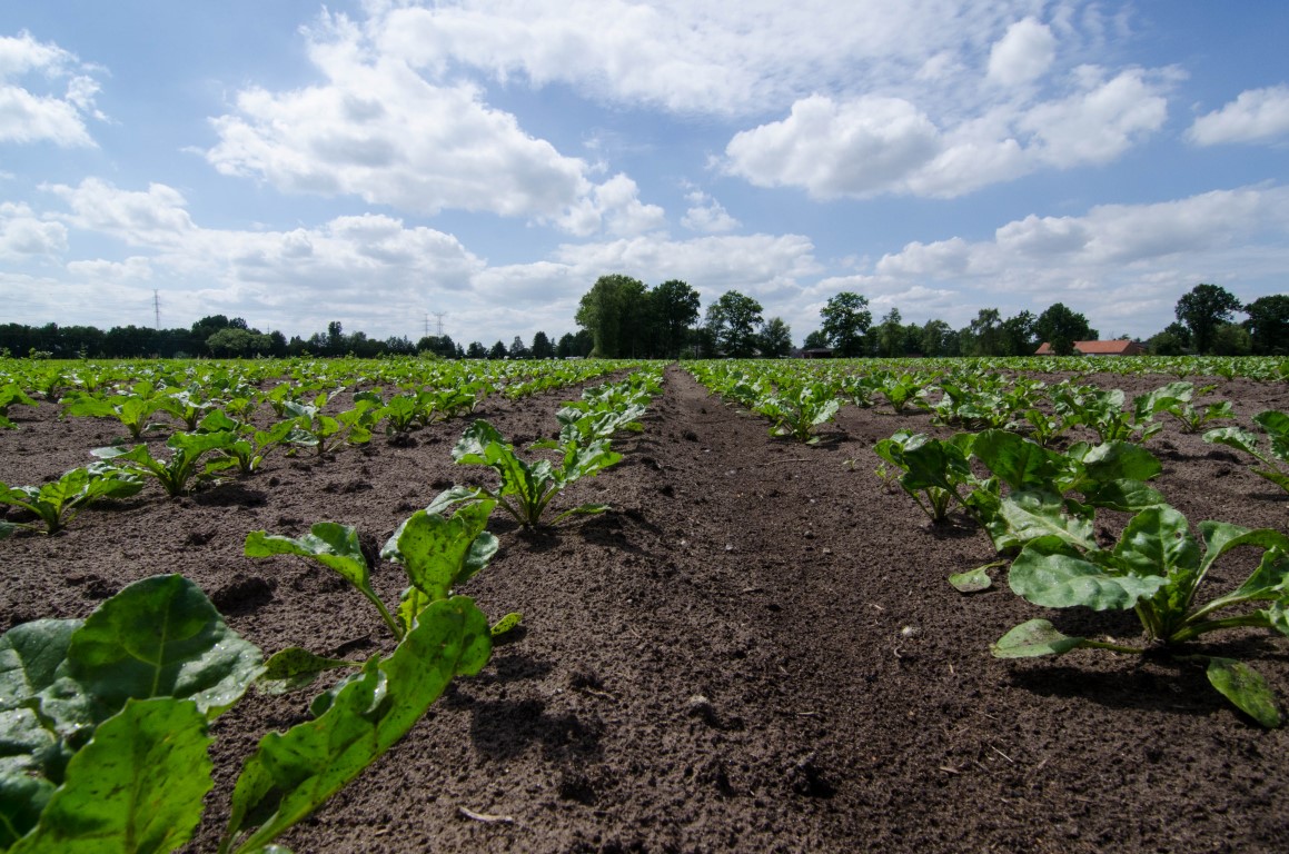 Fodder beets weed free!