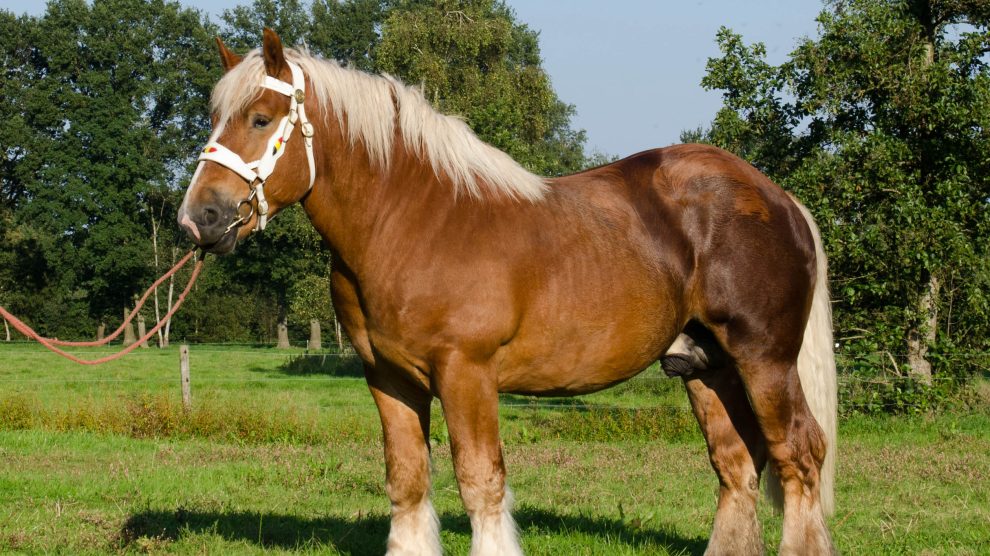 Bjorre uit het Hulsterveld